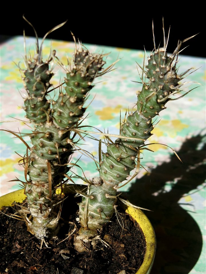 Tephrocactus circa 10 years old near Paris (France).