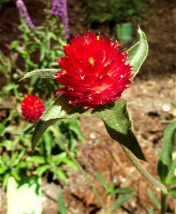 Gomphrena haageana 'Strawberry Fields' cultivar on display at the San Diego County Fair (CA, USA). Identified by exhibitor's sign photo