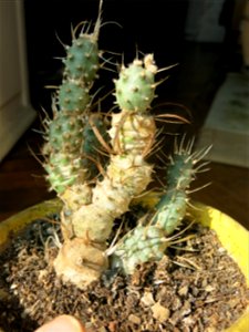 Tephrocactus articulatus.