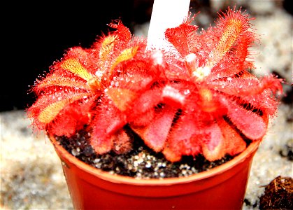 Plant Drosera aliciae on Exhibition of Carnivorous plants in the Botanical Gardens of Charles University, 12. - 21.06.2015 Prague, Czech Republic