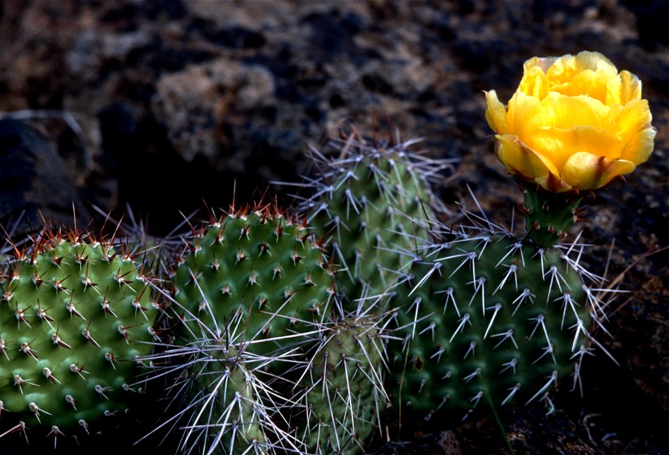 Prickly Pear Cactus  (Opuntia Polyacantha)
