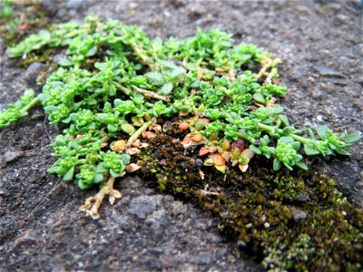 Kahles Bruchkraut (Herniaria glabra) in Saarbrücken