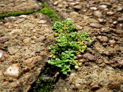 Kahles Bruchkraut (Herniaria glabra) in Saarbrücken