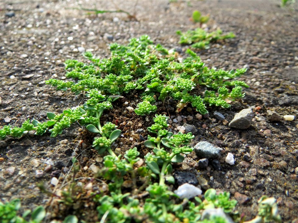 Kahles Bruchkraut (Herniaria glabra) am Bahnhof Oftersheim