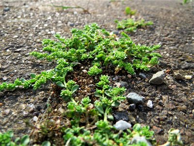 Kahles Bruchkraut (Herniaria glabra) am Bahnhof Oftersheim