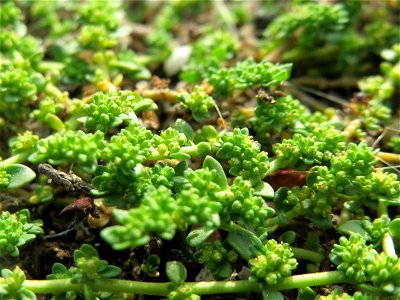 Kahles Bruchkraut (Herniaria glabra) am Bahnhof Oftersheim