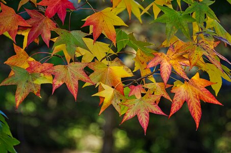 Fall foliage maple leaves september