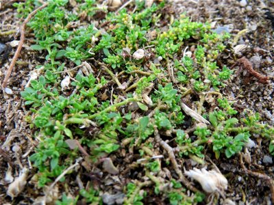 Kahles Bruchkraut (Herniaria glabra) im Naturschutzgebiet Gewann Frankreich-Wiesental