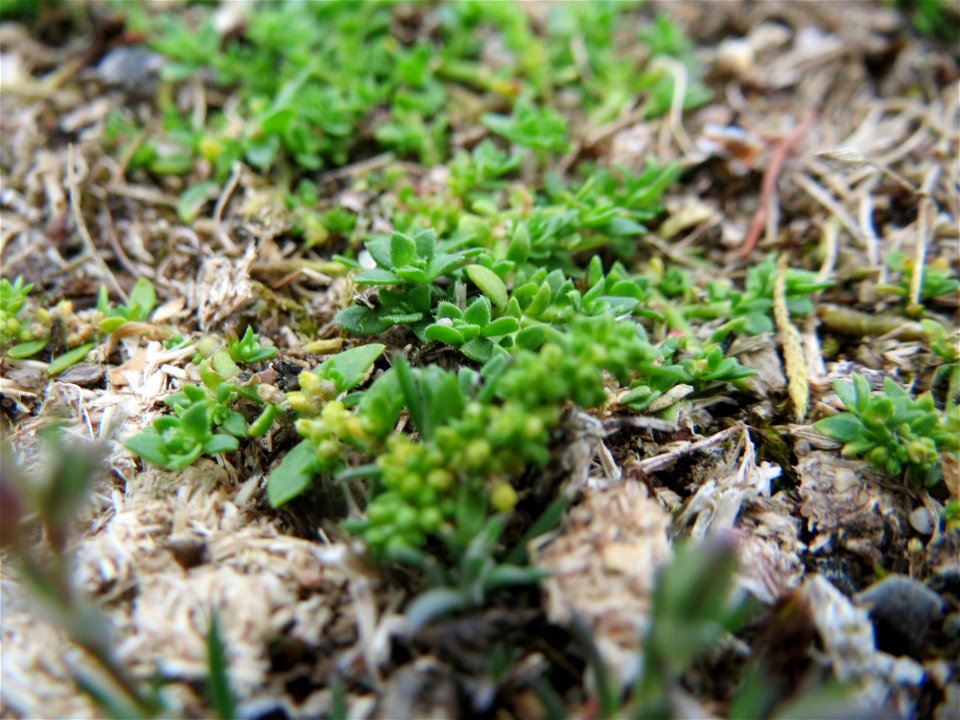 Kahles Bruchkraut (Herniaria glabra) im Naturschutzgebiet Gewann Frankreich-Wiesental