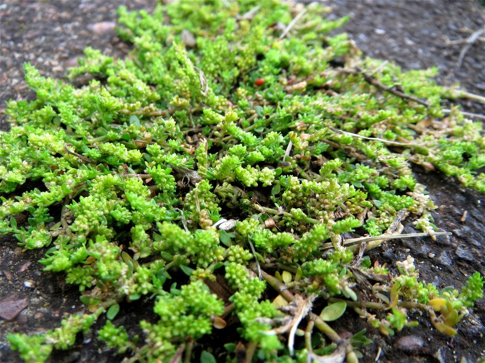 Kahles Bruchkraut (Herniaria glabra) am Bahnhof Wiesental