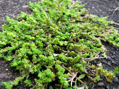 Kahles Bruchkraut (Herniaria glabra) am Bahnhof Wiesental