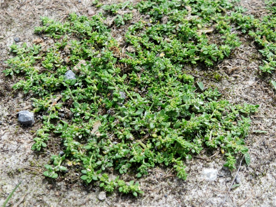 Kahles Bruchkraut (Herniaria glabra) im Naturschutzgebiet Gewann Frankreich-Wiesental