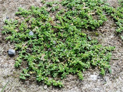 Kahles Bruchkraut (Herniaria glabra) im Naturschutzgebiet Gewann Frankreich-Wiesental