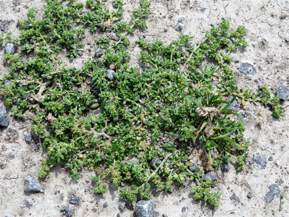 Kahles Bruchkraut (Herniaria glabra) im Naturschutzgebiet Gewann Frankreich-Wiesental