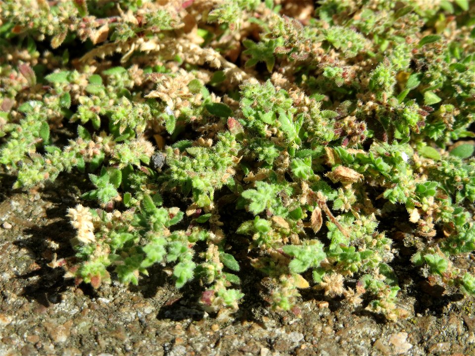 Kahles Bruchkraut (Herniaria glabra) am Bahnhof Hockenheim