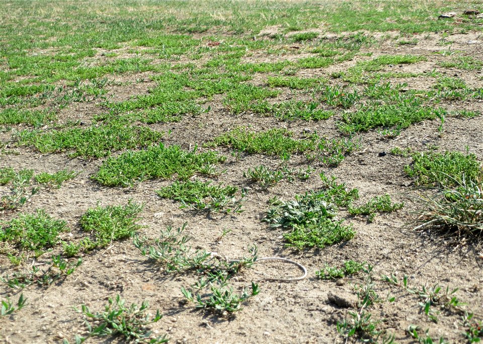 Kahles Bruchkraut (Herniaria glabra) an natürlichem Standort auf einer Sand-Rasenfläche bei Hockenheim