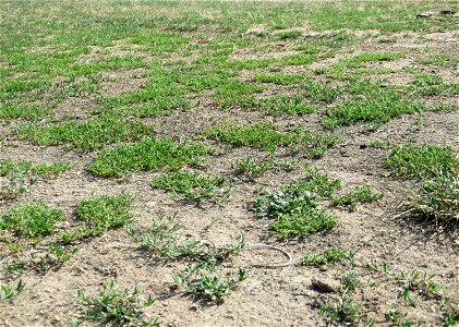 Kahles Bruchkraut (Herniaria glabra) an natürlichem Standort auf einer Sand-Rasenfläche bei Hockenheim