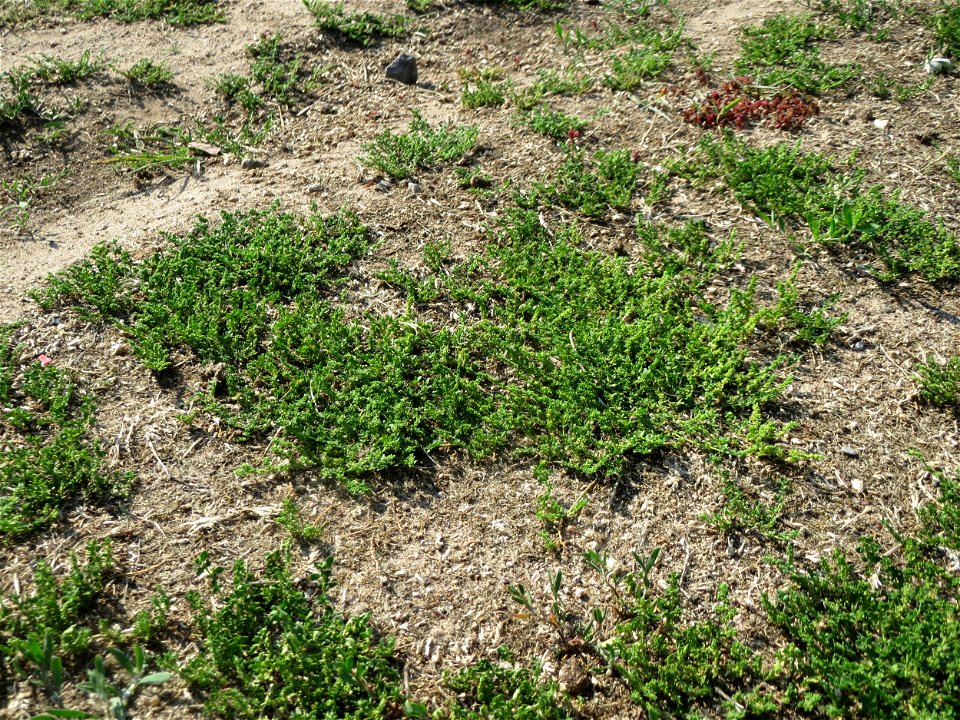 Kahles Bruchkraut (Herniaria glabra) an natürlichem Standort auf einer Sand-Rasenfläche bei Hockenheim