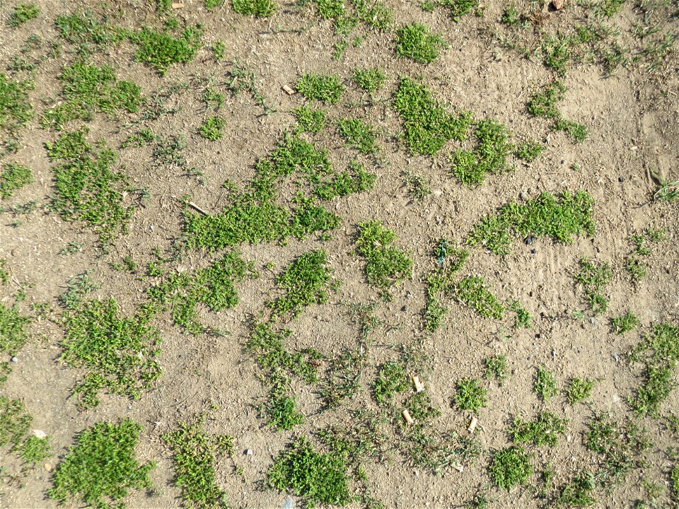 Kahles Bruchkraut (Herniaria glabra) an natürlichem Standort auf einer Sand-Rasenfläche bei Hockenheim