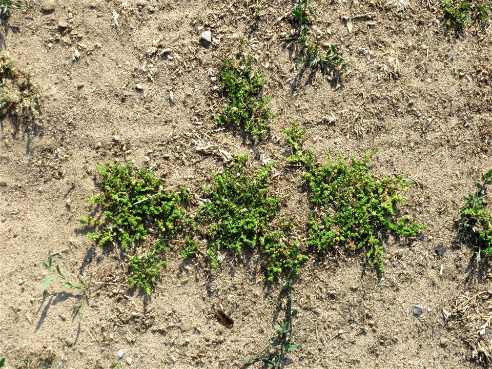 Kahles Bruchkraut (Herniaria glabra) an natürlichem Standort auf einer Sand-Rasenfläche bei Hockenheim