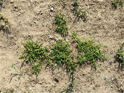 Kahles Bruchkraut (Herniaria glabra) an natürlichem Standort auf einer Sand-Rasenfläche bei Hockenheim