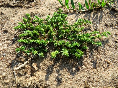 Kahles Bruchkraut (Herniaria glabra) an natürlichem Standort auf einer Sand-Rasenfläche bei Hockenheim