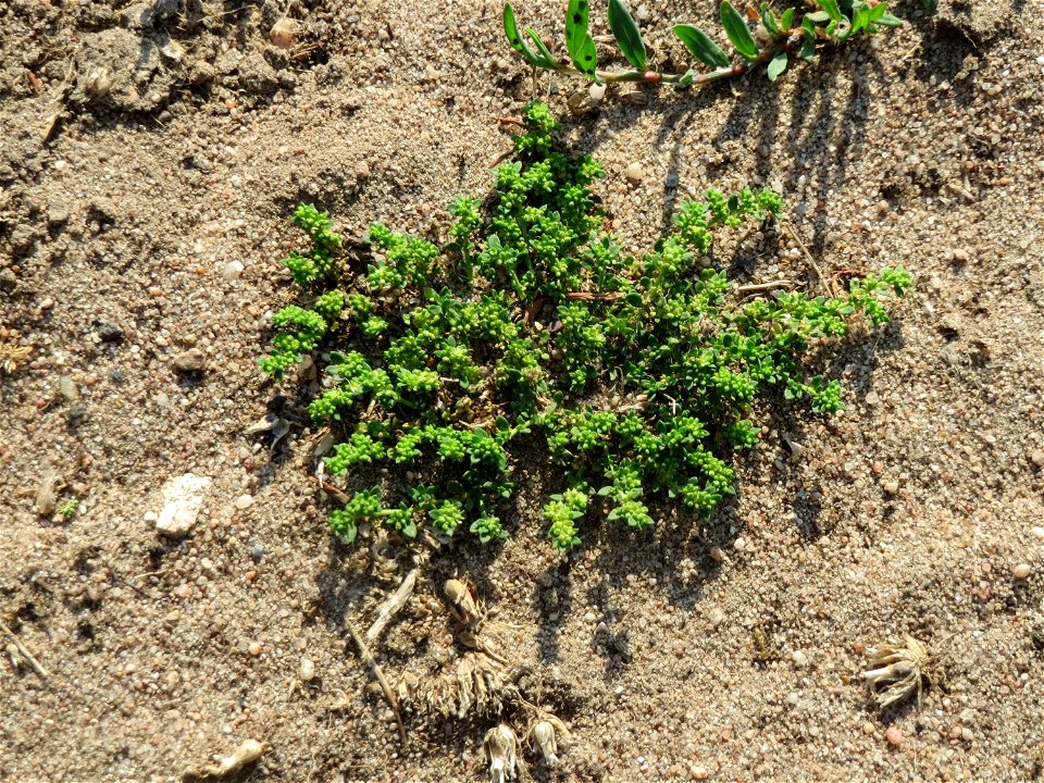 Kahles Bruchkraut (Herniaria glabra) an natürlichem Standort auf einer Sand-Rasenfläche bei Hockenheim
