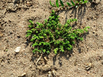 Kahles Bruchkraut (Herniaria glabra) an natürlichem Standort auf einer Sand-Rasenfläche bei Hockenheim