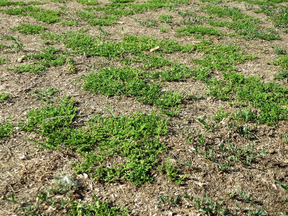 Kahles Bruchkraut (Herniaria glabra) an natürlichem Standort auf einer Sand-Rasenfläche bei Hockenheim