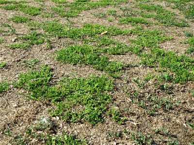 Kahles Bruchkraut (Herniaria glabra) an natürlichem Standort auf einer Sand-Rasenfläche bei Hockenheim