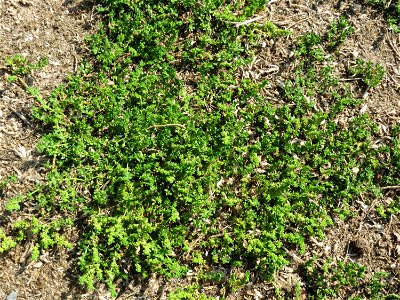 Kahles Bruchkraut (Herniaria glabra) an natürlichem Standort auf einer Sand-Rasenfläche bei Hockenheim