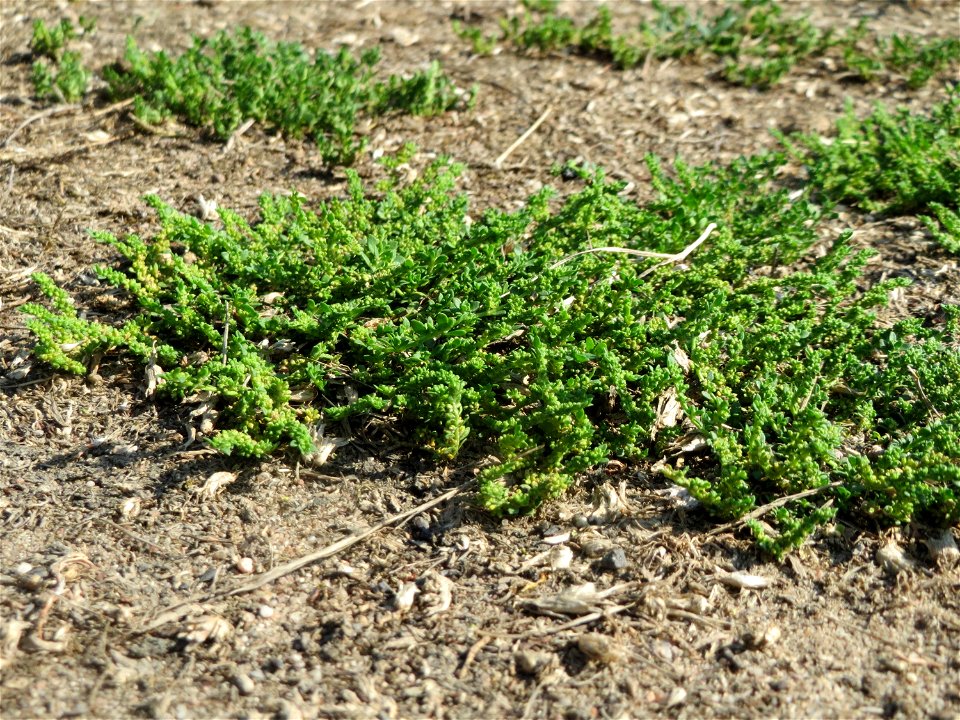Kahles Bruchkraut (Herniaria glabra) an natürlichem Standort auf einer Sand-Rasenfläche bei Hockenheim