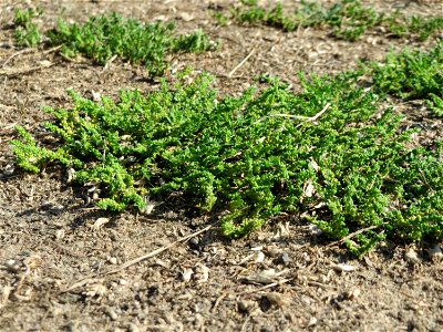 Kahles Bruchkraut (Herniaria glabra) an natürlichem Standort auf einer Sand-Rasenfläche bei Hockenheim
