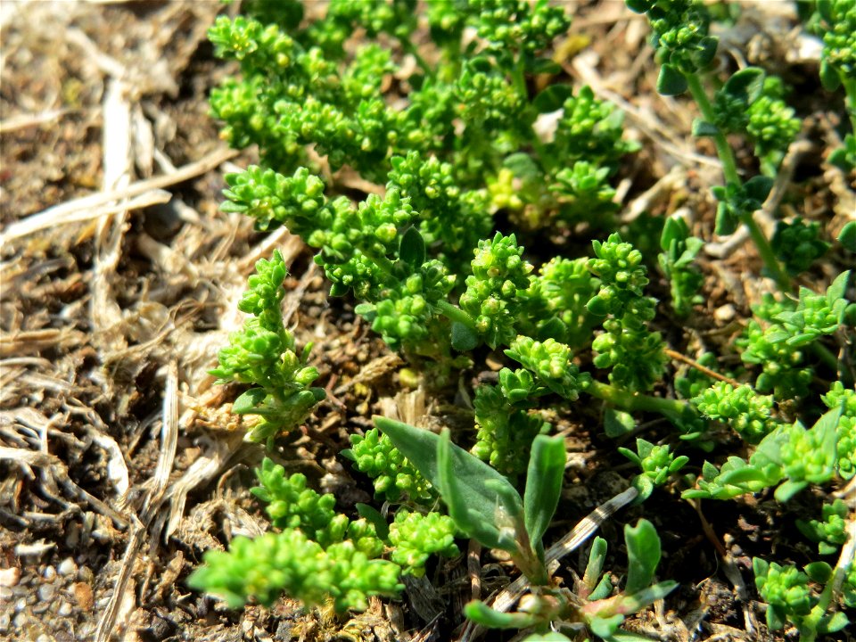 Kahles Bruchkraut (Herniaria glabra) an natürlichem Standort auf einer Sand-Rasenfläche bei Hockenheim