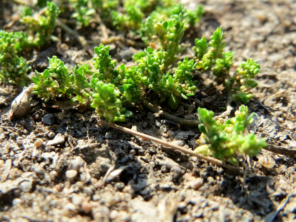 Kahles Bruchkraut (Herniaria glabra) an natürlichem Standort auf einer Sand-Rasenfläche bei Hockenheim