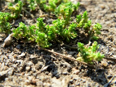 Kahles Bruchkraut (Herniaria glabra) an natürlichem Standort auf einer Sand-Rasenfläche bei Hockenheim