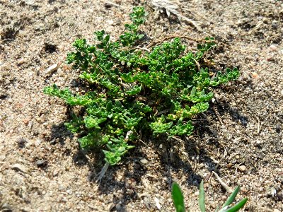 Kahles Bruchkraut (Herniaria glabra) an natürlichem Standort auf einer Sand-Rasenfläche bei Hockenheim