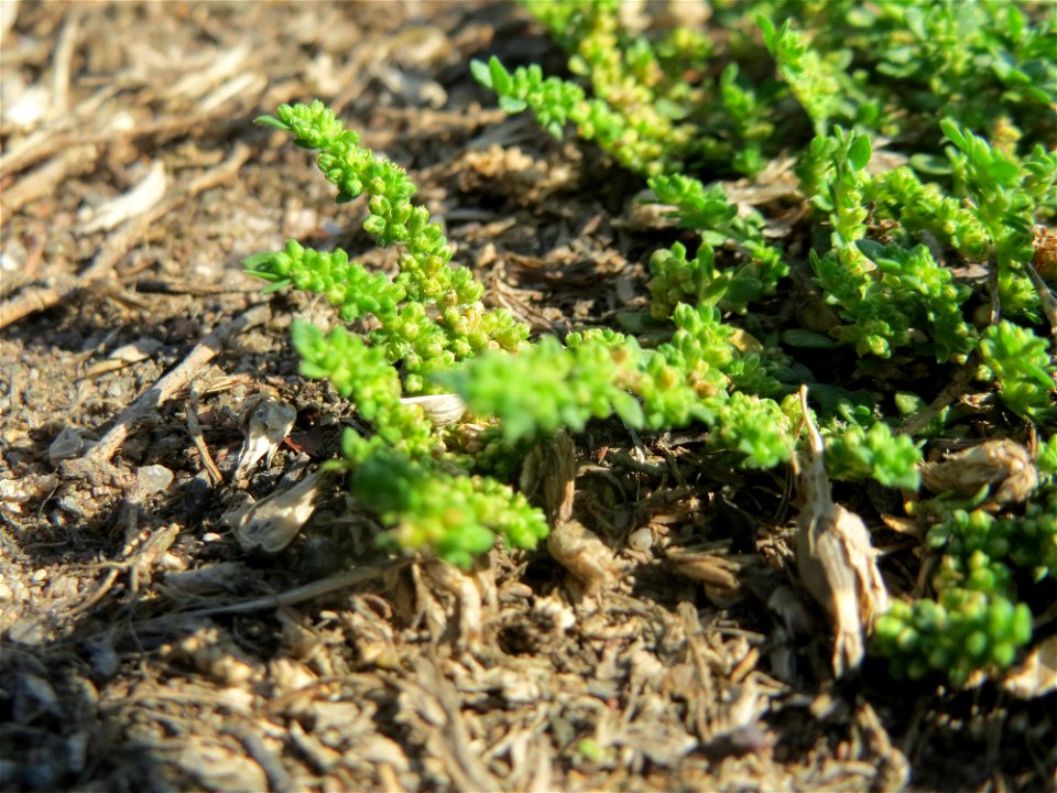 Kahles Bruchkraut (Herniaria glabra) an natürlichem Standort auf einer Sand-Rasenfläche bei Hockenheim
