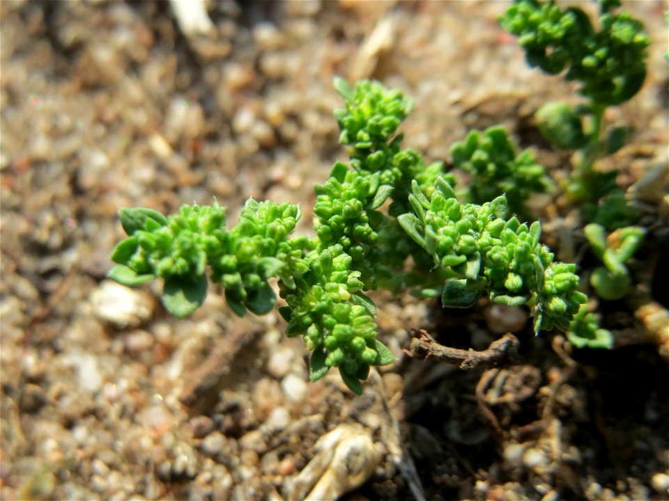 Kahles Bruchkraut (Herniaria glabra) an natürlichem Standort auf einer Sand-Rasenfläche bei Hockenheim