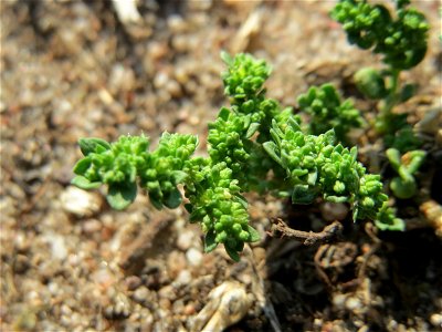 Kahles Bruchkraut (Herniaria glabra) an natürlichem Standort auf einer Sand-Rasenfläche bei Hockenheim