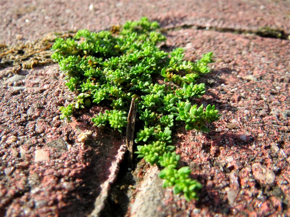 Kahles Bruchkraut (Herniaria glabra) in Hockenheim-Talhaus