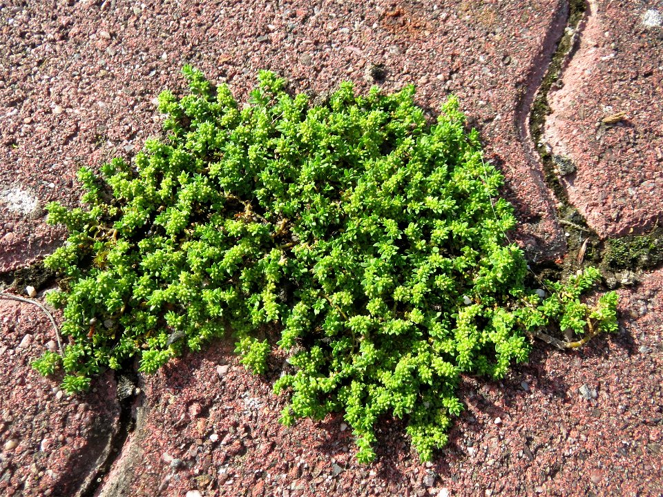 Kahles Bruchkraut (Herniaria glabra) in Hockenheim-Talhaus