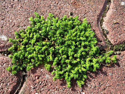 Kahles Bruchkraut (Herniaria glabra) in Hockenheim-Talhaus
