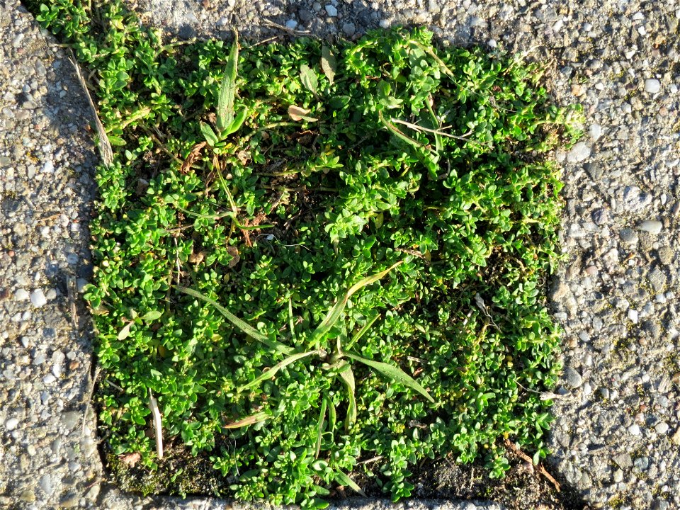 Kahles Bruchkraut (Herniaria glabra) auf dem Pflaster eines Parkplatzes nahe der Oftersheimer Dünen