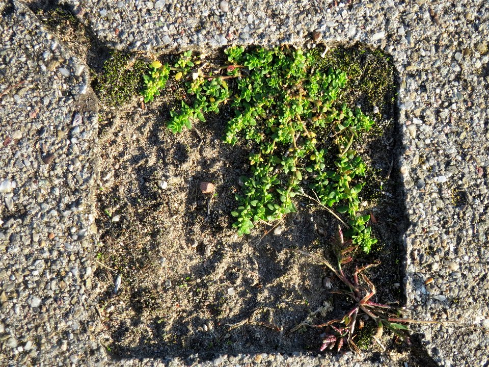 Kahles Bruchkraut (Herniaria glabra) auf dem Pflaster eines Parkplatzes nahe der Oftersheimer Dünen