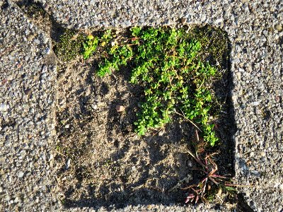 Kahles Bruchkraut (Herniaria glabra) auf dem Pflaster eines Parkplatzes nahe der Oftersheimer Dünen
