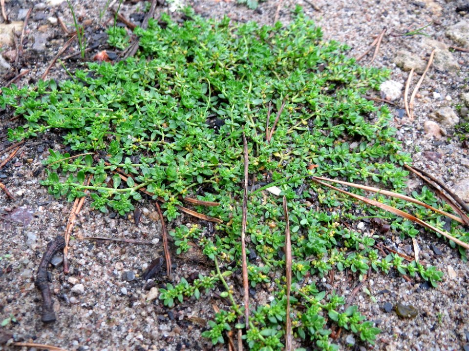 Kahles Bruchkraut (Herniaria glabra) im Schwetzinger Hardt