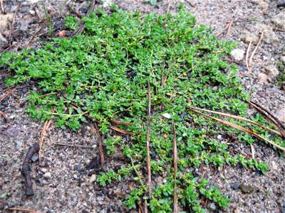 Kahles Bruchkraut (Herniaria glabra) im Schwetzinger Hardt