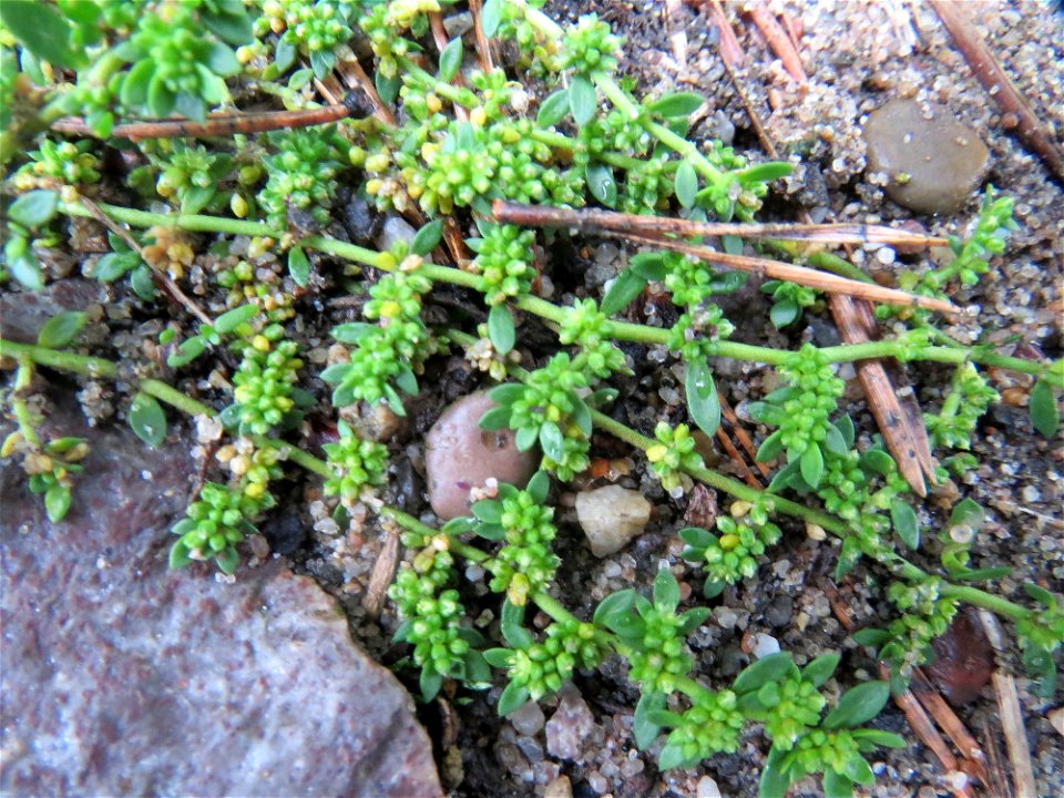 Kahles Bruchkraut (Herniaria glabra) im Schwetzinger Hardt