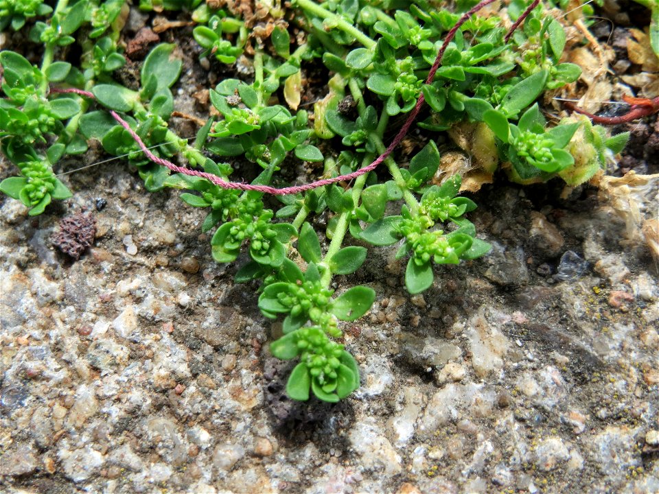 Kahles Bruchkraut (Herniaria glabra) am Bahnhof Hockenheim